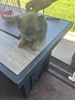 Cocoa (Red Collar), a male Pomeranian and Shih Tzu for sale in Cave Junction, OR – 4 of 5