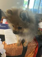 Cooper (Red Collar), a male Pomeranian and Shih Tzu for sale in Cave Junction, OR – 2 of 3