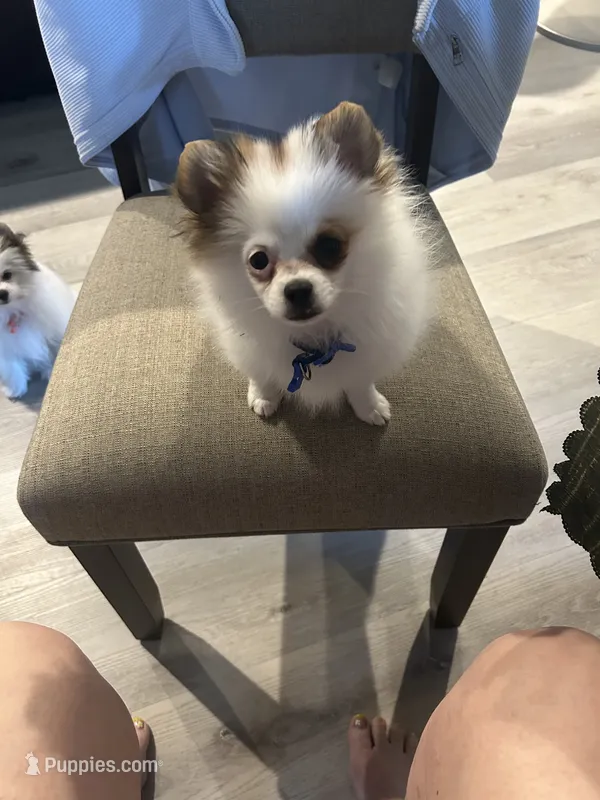 Prancher (blue collar) – Pomeranian, Shih Tzu puppy for sale in Cave Junction, OR
