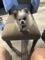 Prancher (blue collar), a male Pomeranian and Shih Tzu for sale in Cave Junction, OR – 1 of 3