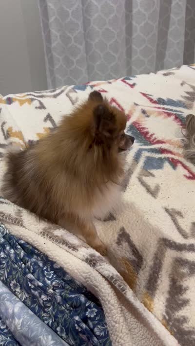 Sadie , a female Pomeranian for sale in Cave Junction, OR – 5 of 5