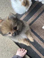 Cooper (Red Collar), a male Pomeranian for sale in Cave Junction, OR – 6 of 10