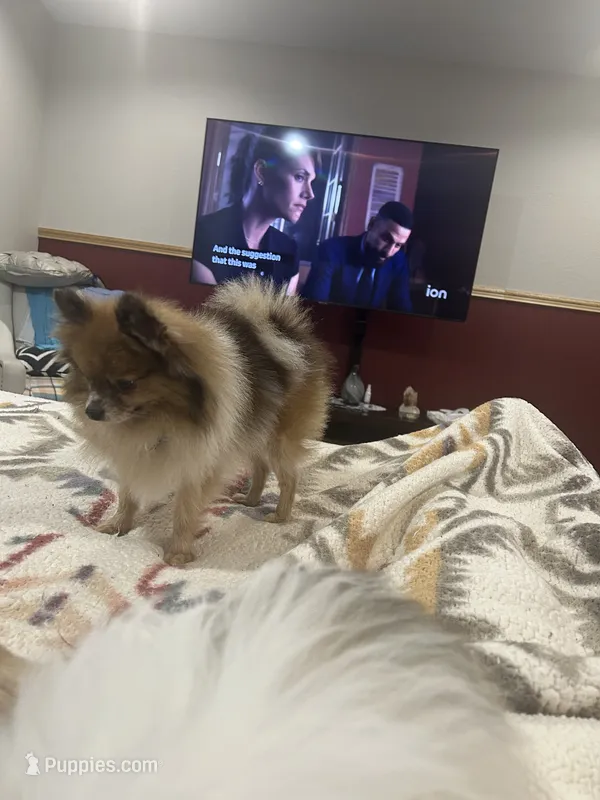 Sadie  – Pomeranian puppy for sale in Cave Junction, OR