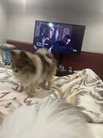 Sadie , a female Pomeranian for sale in Cave Junction, OR – 1 of 5