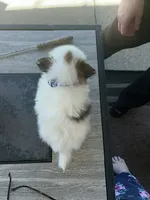 Prancher (blue collar), a male Pomeranian and Shih Tzu for sale in Cave Junction, OR – 5 of 5