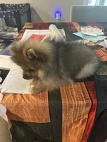 Cooper (Red Collar), a male Pomeranian and Shih Tzu for sale in Cave Junction, OR – 3 of 3