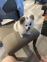 Prancher (blue collar), a male Pomeranian and Shih Tzu for sale in Cave Junction, OR – 2 of 3