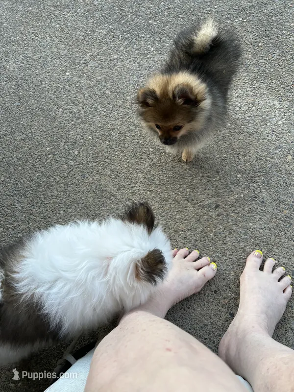 Prancher (blue collar) – Pomeranian puppy for sale in Cave Junction, OR