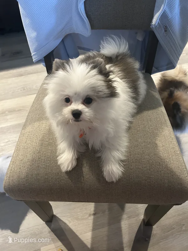 Hachi (orange collar) – Pomeranian, Shih Tzu puppy for sale in Cave Junction, OR