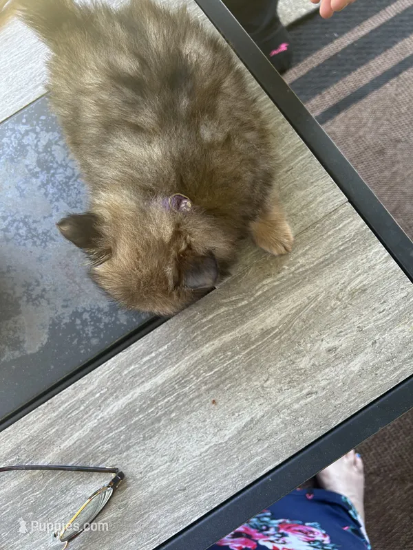 Dexter (Purple Collar) – Pomeranian, Shih Tzu puppy for sale in Cave Junction, OR