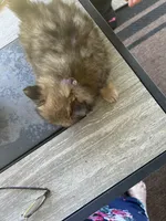 Dexter (Purple Collar), a male Pomeranian and Shih Tzu for sale in Cave Junction, OR – 1 of 4