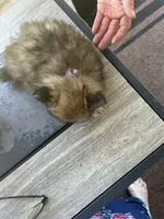 Dexter (Purple Collar), a male Pomeranian and Shih Tzu for sale in Cave Junction, OR – 3 of 4