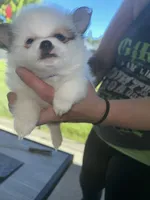 Prancher (blue collar), a male Pomeranian and Shih Tzu for sale in Cave Junction, OR – 3 of 5