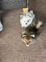 Cooper (Red Collar), a male Pomeranian for sale in Cave Junction, OR – 10 of 10
