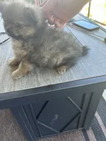 Dexter (Purple Collar), a male Pomeranian and Shih Tzu for sale in Cave Junction, OR – 4 of 4
