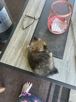 Cocoa (Red Collar), a male Pomeranian and Shih Tzu for sale in Cave Junction, OR – 5 of 5