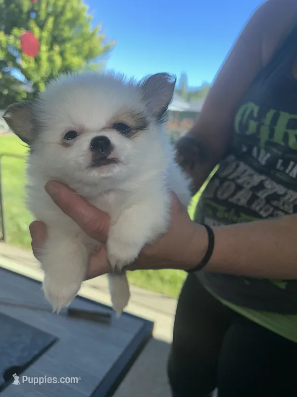 Prancher (blue collar) – Pomeranian, Shih Tzu puppy for sale in Cave Junction, OR