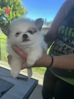 Prancher (blue collar), a male Pomeranian and Shih Tzu for sale in Cave Junction, OR – 1 of 5