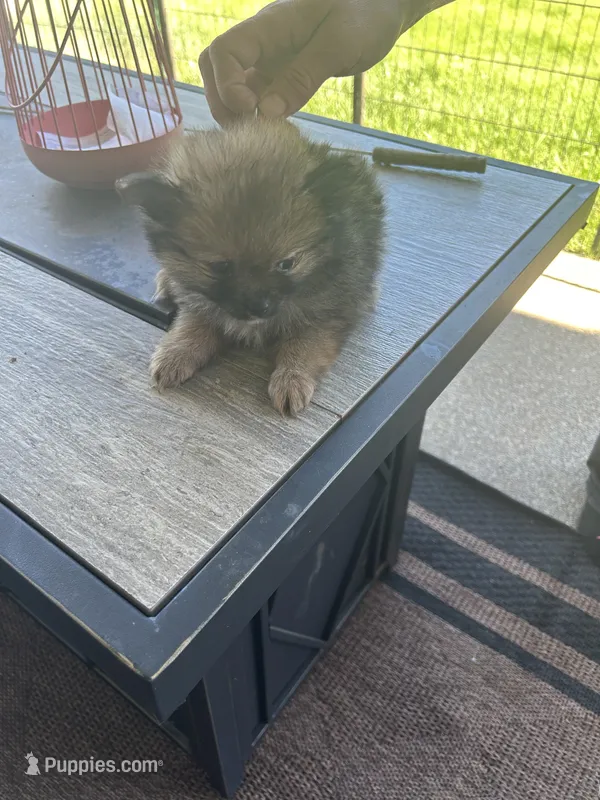 Cocoa (Red Collar) – Pomeranian, Shih Tzu puppy for sale in Cave Junction, OR