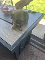 Cocoa (Red Collar), a male Pomeranian and Shih Tzu for sale in Cave Junction, OR – 1 of 5