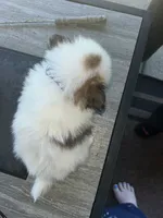 Prancher (blue collar), a male Pomeranian and Shih Tzu for sale in Cave Junction, OR – 4 of 5