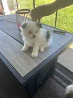 Hachi (orange collar), a male Pomeranian and Shih Tzu for sale in Cave Junction, OR – 3 of 5