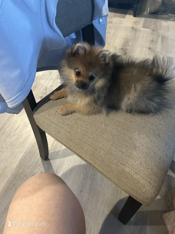 Cooper (Red Collar) – Pomeranian, Shih Tzu puppy for sale in Cave Junction, OR