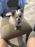 Prancher (blue collar), a male Pomeranian and Shih Tzu for sale in Cave Junction, OR – 3 of 3