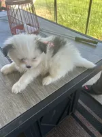 Hachi (orange collar), a male Pomeranian and Shih Tzu for sale in Cave Junction, OR – 5 of 5