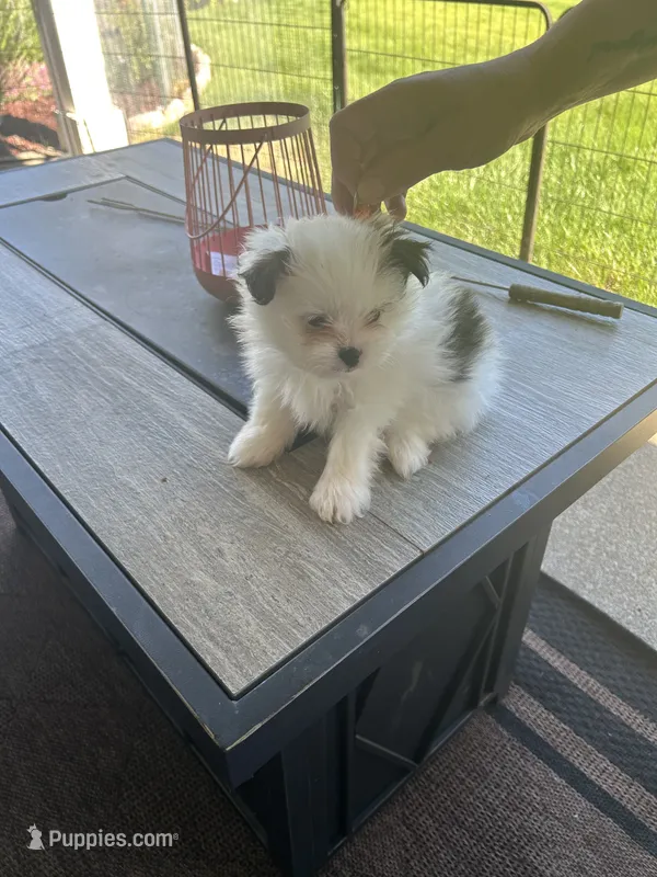 Hachi (orange collar) – Pomeranian, Shih Tzu puppy for sale in Cave Junction, OR