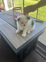 Hachi (orange collar), a male Pomeranian and Shih Tzu for sale in Cave Junction, OR – 1 of 5
