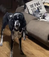 Farrah, a female Poodle - Standard  for sale in Humphrey, NE – Photo 1 of 3