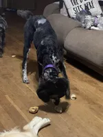 Farrah, a female Poodle - Standard  for sale in Humphrey, NE – Photo 2 of 3