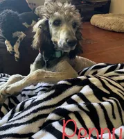 Penny, a female Poodle - Standard  for sale in Humphrey, NE – Photo 1 of 2