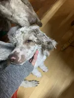 Cypress, a male Poodle - Standard  for sale in Humphrey, NE – Photo 3 of 4