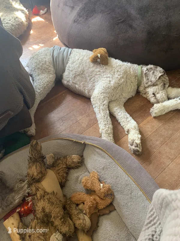 Cypress, a male Poodle - Standard  for sale in Humphrey, NE – Photo 1 of 4