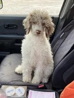 Cypress, a male Poodle - Standard  for sale in Humphrey, NE – Photo 2 of 4