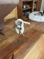 Cypress, a male Poodle - Standard  for sale in Humphrey, NE – Photo 4 of 4