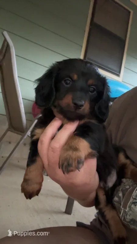 Prince – Miniature Dachshund puppy for sale in Haskell, OK