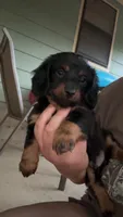 Prince, a male Miniature Dachshund for sale in Haskell, OK – 1 of 2