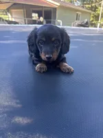 Prince, a male Miniature Dachshund for sale in Haskell, OK – 2 of 2