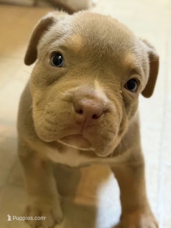 Lyla – American Bully puppy for sale in Easton, PA