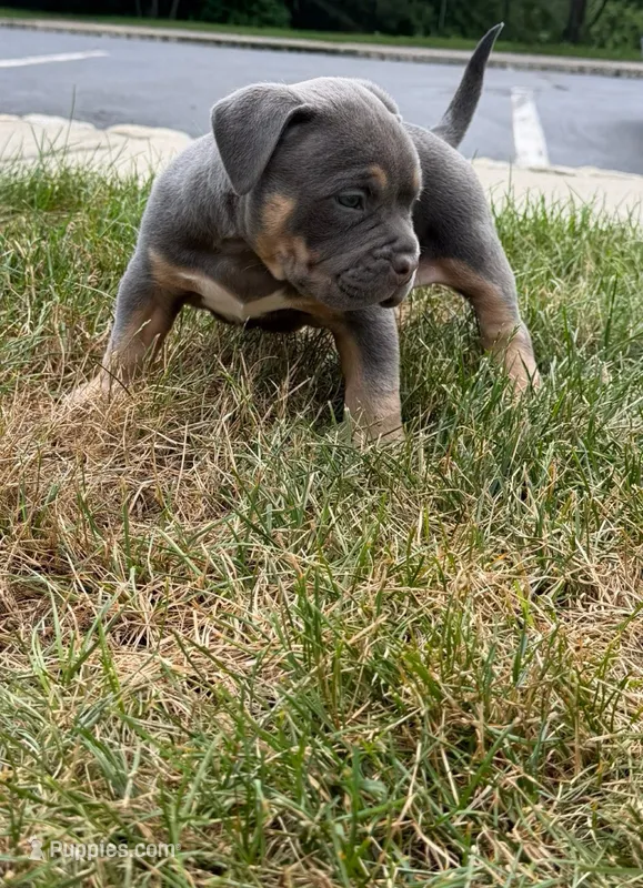 Diseal – American Bully puppy for sale in Easton, PA