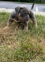 Diseal, a male American Bully for sale in Easton, PA – 1 of 2