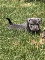 Diseal, a male American Bully for sale in Easton, PA – 2 of 2
