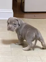 Lyla, a female American Bully for sale in Easton, PA – 2 of 2