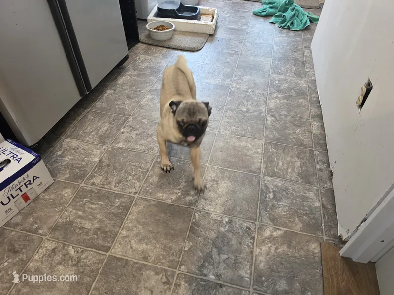 Bodi – Pug puppy for sale in Scotland, SD