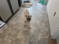 Bodi, a male Pug for sale in Scotland, SD – 1 of 5