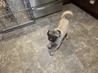 Bodi, a male Pug for sale in Scotland, SD – 2 of 5