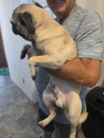 Bodi, a male Pug for sale in Scotland, SD – 5 of 5